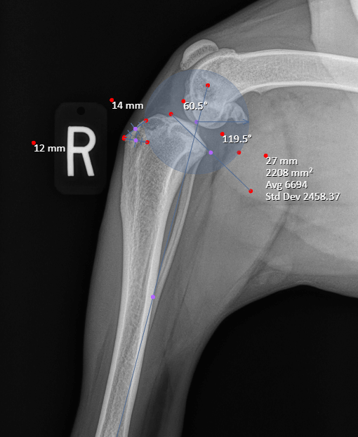 Top 10 TPLO Surgeons in California